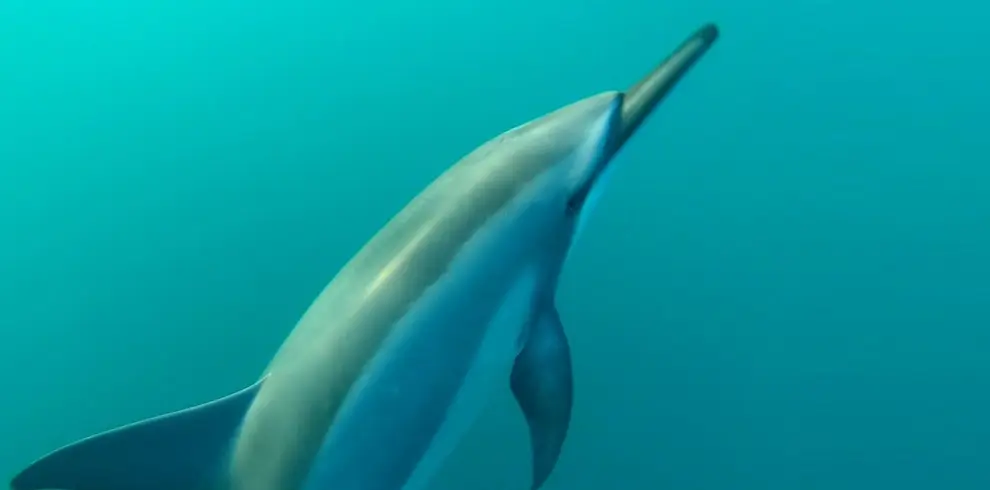 Dolphin