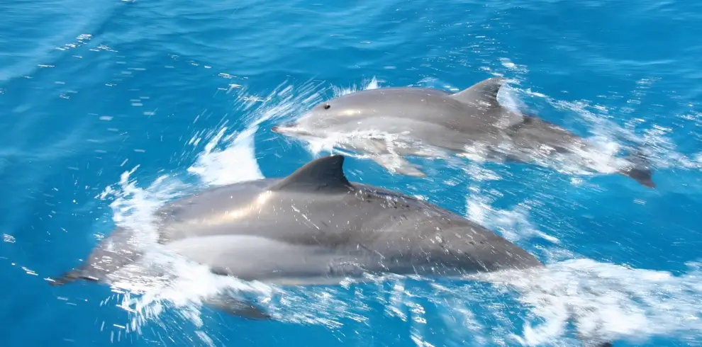 Dolphin2