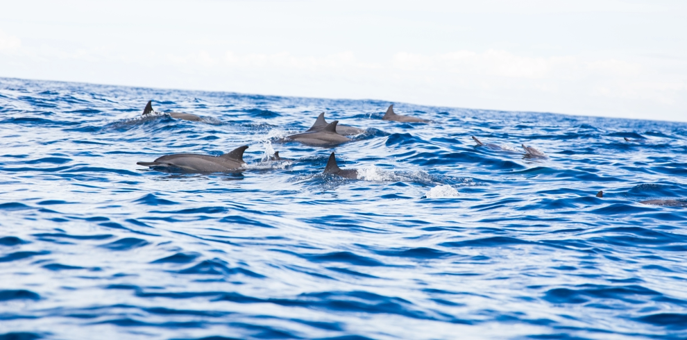 Mauritius Dolphins Sea