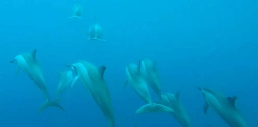 Dolphin5