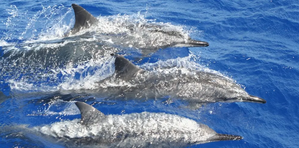 Dolphin6